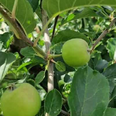 Mele Umbria Scelte per Te